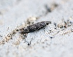 Exoteleia