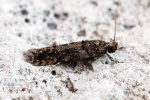 Teleiopsis