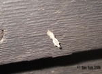 Hypatima