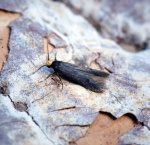 Spuleria