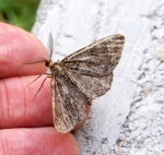 Deileptenia