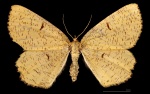 Angerona