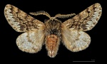Apocheima