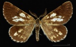 Bupalus
