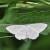 Charissa pullata
