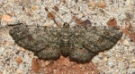 Glenoides