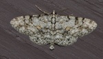 Protoboarmia