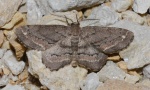 Hypagyrtis