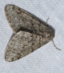 Phigalia