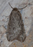 Paleacrita