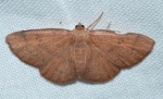 Thysanopyga