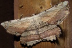 Lytrosis