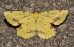 Xanthotype
