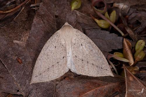 Descoreba simplex