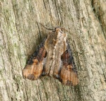 Ophiogramma