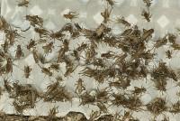Acheta domesticus1