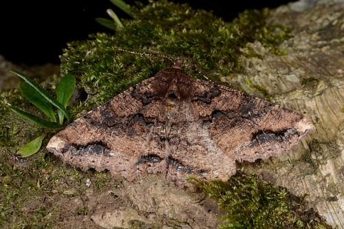 Cryptochorina amphidasyaria