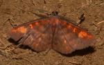 Oenoptila