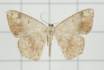 Peratostega