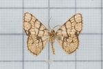Heterostegane