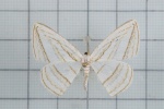 Orthocabera