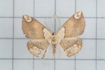 Crypsicometa