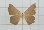 Danala