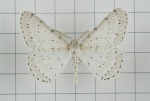 Metabraxas