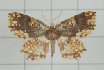 Yashmakia