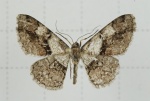 Diplurodes