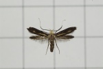 Lamprystica
