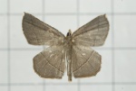 Plesiomorpha