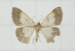 Peratophyga