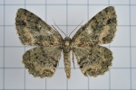 Calicha