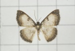 Hydatocapnia
