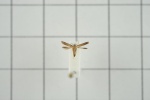 Подсемейство: Chrysopeleiinae

	Ascalenia