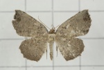 Ocoelophora