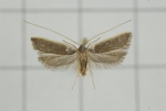 Homaloxestis