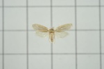 Xyloryctidae