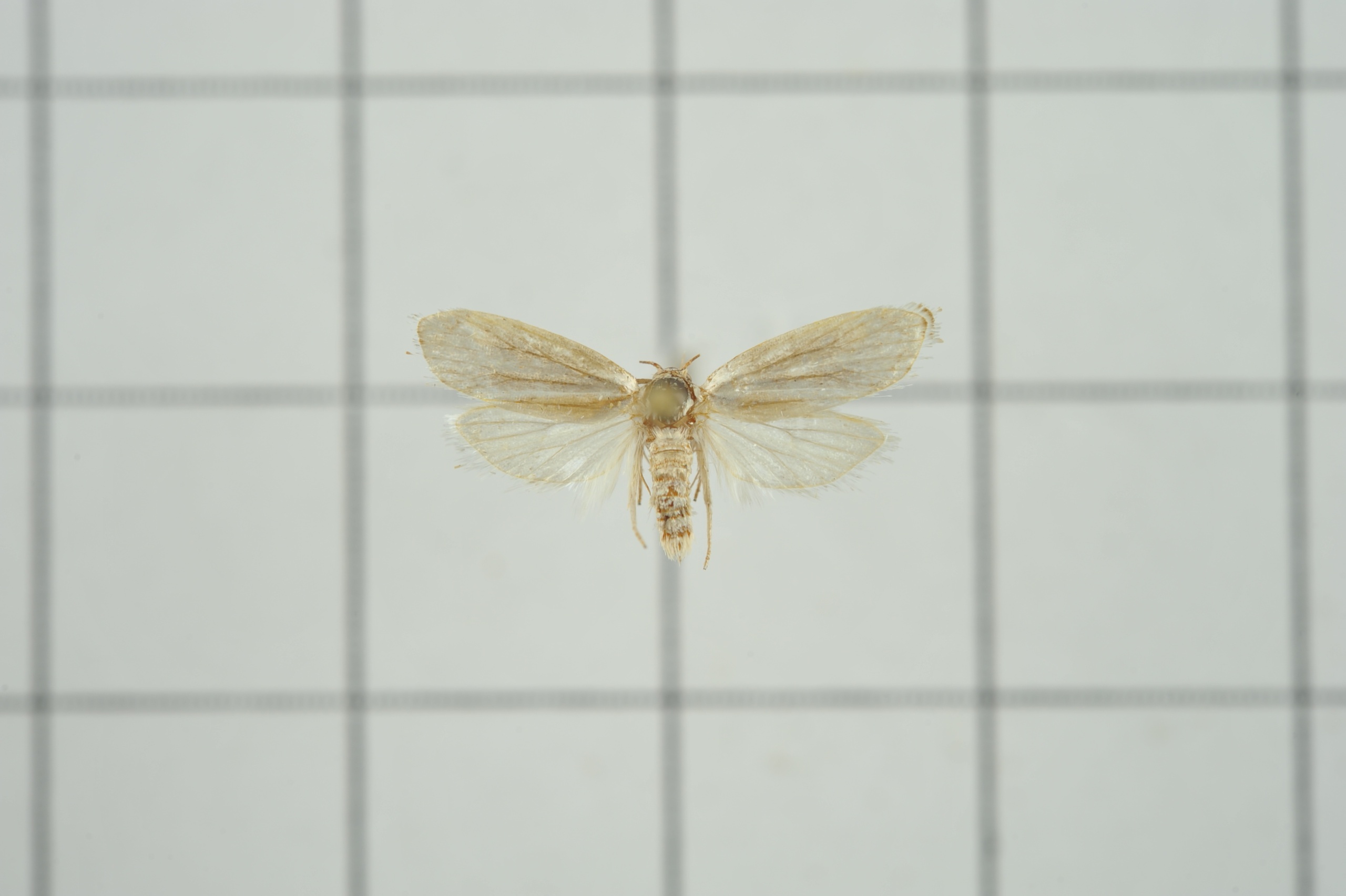 Xyloryctidae (Семейство)