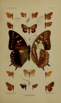 Ruttellerona