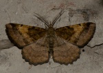 Abaciscus