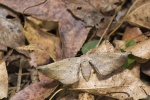 Acrodontis