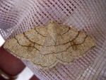 Adactylotis