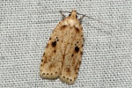 Agonopterix