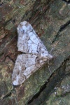 Agriopis