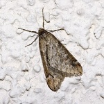 Alsophiloides