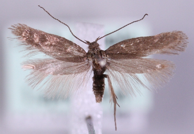 Lypusidae (Семейство)