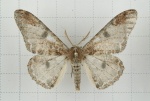 Amraica