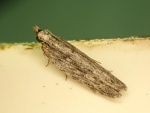 Anarsia